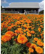 RD 25+ Jedi African Marigold Seeds for Garden Planting  - $5.15