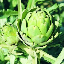 Green Globe Artichoke Seeds Cynara Scolymus Packet Of 25 Seeds Fresh Gar... - $17.94