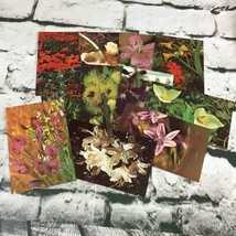 Vintage Postcards Wildflowers Of The Pacific Northwest RPPC Nature Lot Of 11  - £9.05 GBP