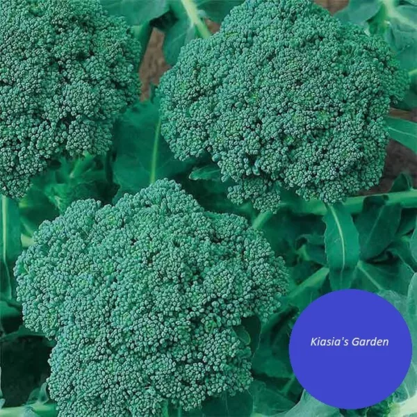 Broccoli, Waltham 29 (500) Seeds Heirloom Non Gmo Seeds Fresh Garden - $7.98