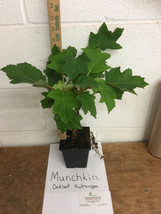 MUNCHKIN OAKLEAF HYDRANGEA 4" POT image 2