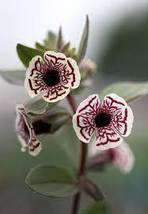 Calico Monkey Flower Mimulus Pictus Seeds, Professional Pack, 100 Seeds ... - $8.87