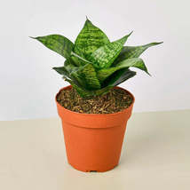 Snake Plant &#39;Forest Star&#39; - 6&quot; Pot | H Greenhouse - £31.63 GBP