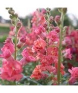 Fresh 1000 Madame Butterfly Bronze Cherry Snapdragon Seeds  for Garden - €9,41 EUR