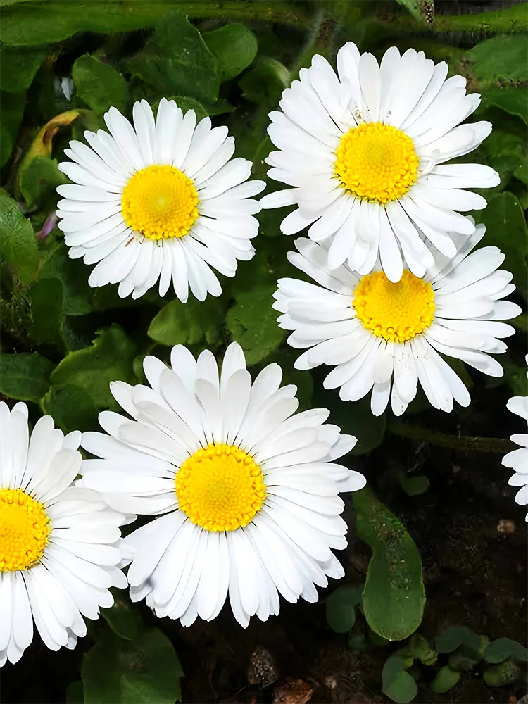 US Seller 500 White Mid Sing Daisy Seeds NON GMO High Germination - £6.27 GBP