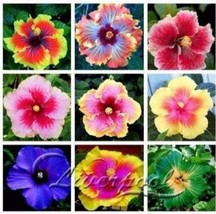 100 Of Giant Hibiscus Mixed Flower Seeds - £7.75 GBP
