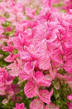 50 Seeds Pink Sundae&#39; Clary Sage / Salvia Viridis Horminum  Flower  - £7.61 GBP
