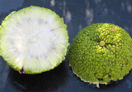 KKG Maclura Pomifera Tree 10 Seeds Osage Orange Fruit Hedge Horse Apple ... - $166.87 MXN
