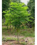 Fresh 30 Seeds Of The Tree Of Life - The Moringa Tree - Fast Growing Tre... - $27.92