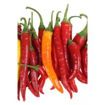 25+ Jwala Finger Hot Pepper Seeds – Indian Chili, Spicy &amp; Productive - $16.50