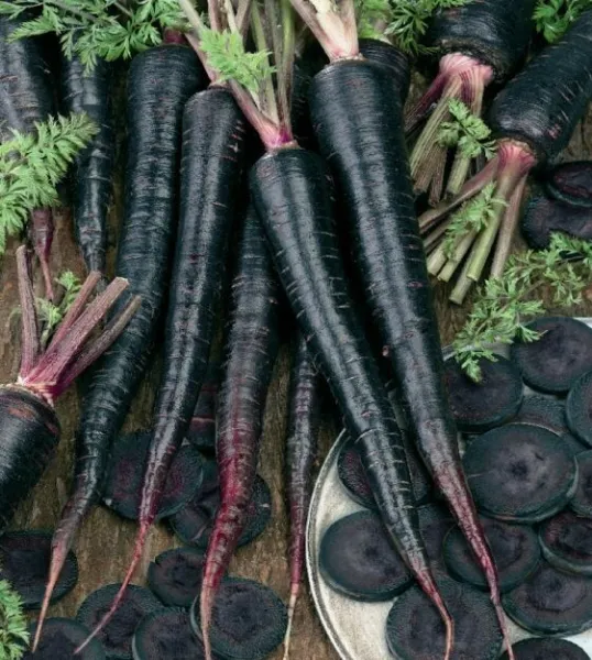 200 Black Nebula Carrot Seeds Growing In Fresh Garden - £8.60 GBP