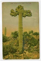 Giant Cactus 30 Feet High 10 Foot Arms Postcard 1916 - $9.90