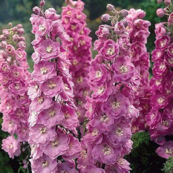 50 Pink Power Delphinium Seeds Flower Seed Flowers 804 Fresh - £8.63 GBP