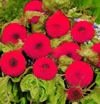 20Pcs Thail Import Fiery Teddy Bear Sunflower Flower Seeds Fresh Garden - $6.32