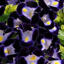 1R7D5 Torenia Kauai Deep Blue 50 Pelleted Seeds Gardening USA Shipping - £11.20 GBP