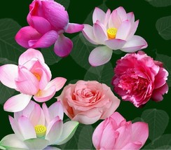 7 seeds Mixed Red Pink Nelumbo Nucifera Lotus Flower Laritek - £10.35 GBP