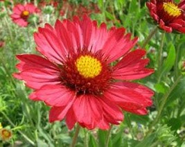 USA Seller 50 Burgundy Gaillardia Red Indian Blanket Flower Seeds Fresh ... - $14.90