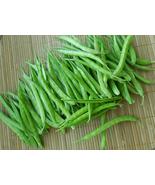 Heirloom Seeds Cluster Bean Seeds / Organic Vegetables Seeds Packs of  1... - £4.69 GBP