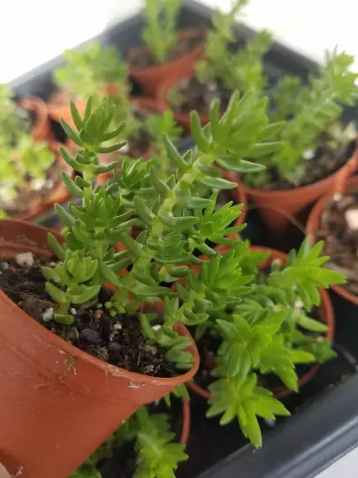 Crassula Schimperi - Lizard’s Tail Plant - Full Sun Drought Tolerent Suc... - $20.53 CAD