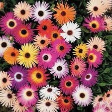 Livingstone Daisy mix,417,Dorotheanthus bellidiformis,gardening, flowers seeds,  Item image 2