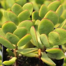 (1) 2-4” Live Rooted Plant Succulent ~ Crassula Radicans Small Red - £15.18 GBP