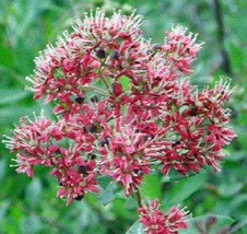 20 Seeds Common Henna Mehandi Dye Plant Lawsonia Inermis Tattoo Flower T... - $9.68
