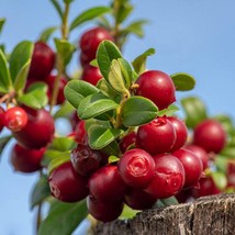 Red Pearl Lingonberry plant, well rooted plant 3-5 inches tall - $26.00