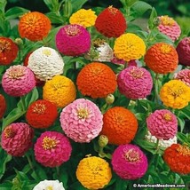 Zinnia Elegans Lilliput Mix Heirloom Flower Seeds - Non-GMO - 200 Seeds - $3.39