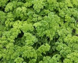 Parsley Triple Curled Non-Gmo 200 Seeds Seeds Garnish Free 1St Class - $8.99