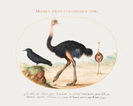 14140.Decor Poster.Room wall art design.Vintage drawing.Animal world.Ostrich - £12.94 GBP+