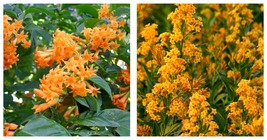 Cestrum Aurantiacum ORANGE ZEST Flowering Jasmine Plant - ATTRACTS BUTTE... - £38.36 GBP