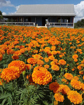 25 seeds Jedi African Marigold Enjoy the Coolness - £8.86 GBP