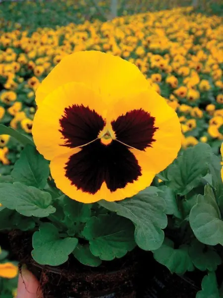 50 Pansy Seeds Delta Premium Gold With Blotch - $13.00