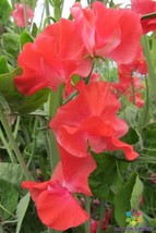 50 John Markham Sweet Pea Seeds Flower Fresh Seeds - $8.99