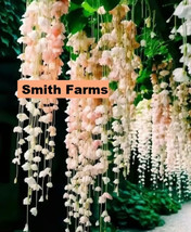 SL 30 Seeds Peach Weeping Begonia Flowers Beautiful Hanging Basket Plant - $6.21 CAD