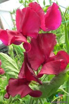 PWO 50+ Mark Williams Sweet Pea Seeds For Garden Planting - Usa - ! - £5.13 GBP