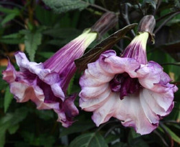 25 Seeds Double Purple Angel Trumpet Tropical Flowers Flower Seed - £11.01 GBP