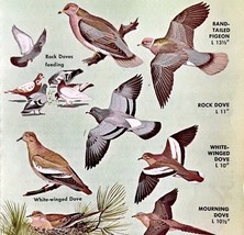 Doves &amp; Pigeons Varieties And Types 1966 Color Bird Art Print Nature #1 ... - $368.38 MXN