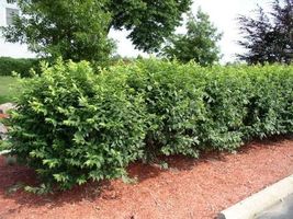 Dwarf Burning Bush bare root - $2.12 CAD