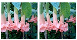 Salmon Perfect Angel Trumpet 10 Seeds Flowers Seed Flower Brugmansia Datura - £16.77 GBP