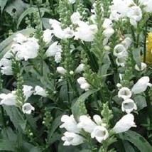 40 Obedient Plant White False Dragon Head Perennial Flower Seeds Garden - £12.77 GBP