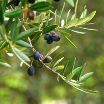 6x Wood Cutting Live Olive Tree Cutting Big Fruit High Yeild - £29.67 GBP