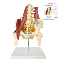 Human Lumbar Spine Bone Model, Female Pelvis Model 1:1 Life Size Nerves ... - $258.44 CAD