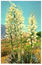 Yucca In Bloom Floral Postcard - £7.00 GBP