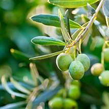 Live Plant - Olive Tree - &#39;Arbequina&#39; - Olea europaea - £30.66 GBP