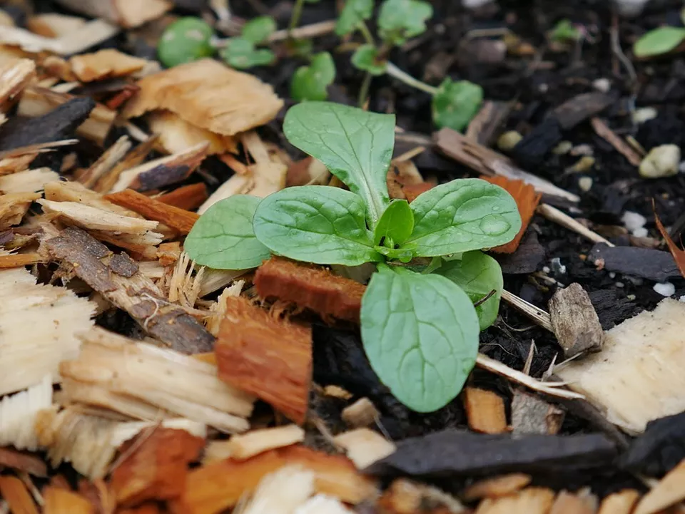 1500 DUTCH SALAD SEEDS Lambs Lettuce Vegetable Valerianella Locusta - $6.00