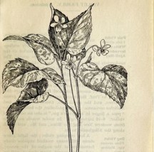 1905 Downy Yellow Violet Flower Print Pen &amp; Ink Lithograph Antique Art 6.75x3.75 - $17.50