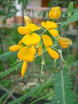 Egyptian Riverhemp 10 Seeds - Tropical Plant Ornamental  -Wildflower - £3.15 GBP