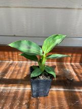 LIVE PLANTS Musa Truly Tiny Banana Plant - Gardening -  Outdoor Living  - £46.98 GBP