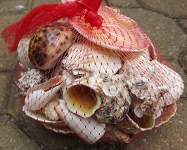 Assorted Bag of Seashell Beach Decor Pack Large over 1 1/2 lb Variety Mi... - £12.66 GBP